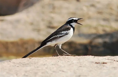 Chim Chìa Vôi: Loài Chim Duyên Dáng và Đa Dạng