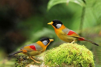 Chim Ngũ Sắc: Vẻ Đẹp Rực Rỡ của Thiên Nhiên